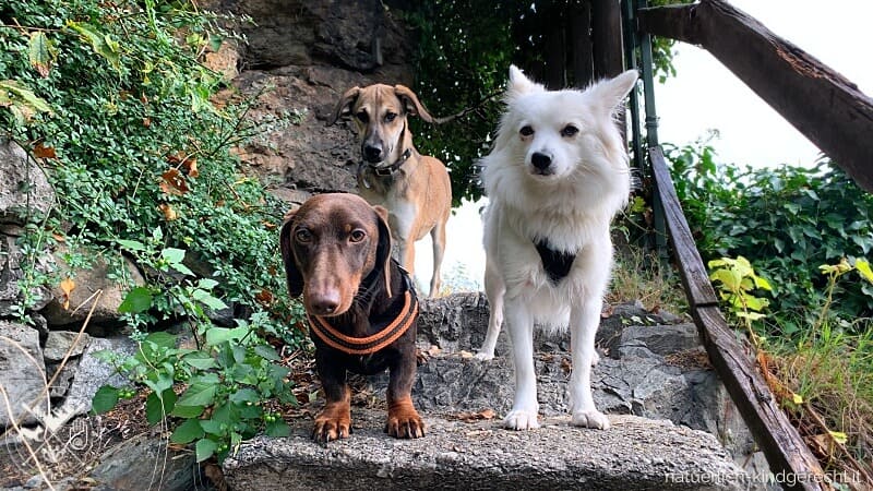 Mehrhundehaltung-Alles-was-du-wissen-musst