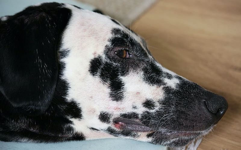 Milbenbefall-Hund-Pflegehund