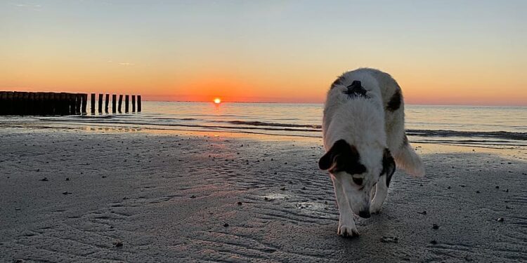 Pflegehund Denver warf unseren Alltag auf den Kopf