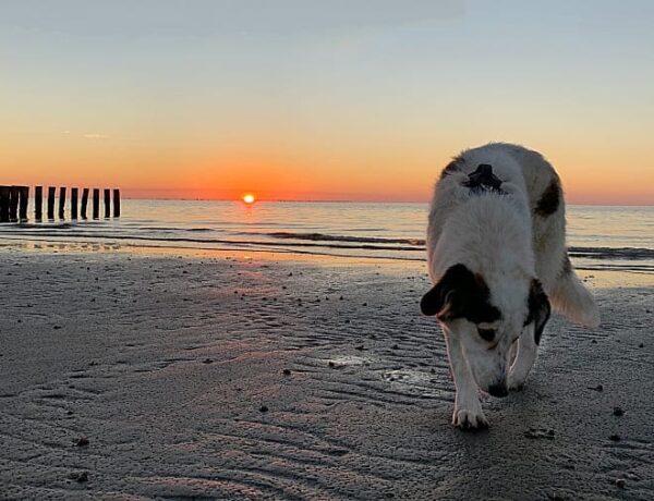 Pflegehund Denver warf unseren Alltag auf den Kopf