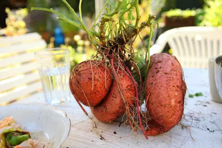 Süßkartoffel-Kürbis-Pfanne