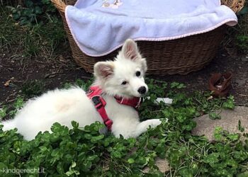 Susi-Volpino-italiano