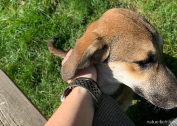 Tagebuch-einer-Pflegestelle