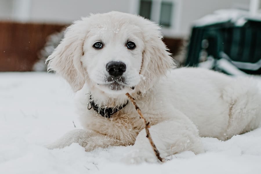 Hund erkältet Hunderkältung Tipps gesund Hund