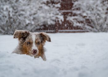 Hund-will-im-Winter-nicht-rausgehen