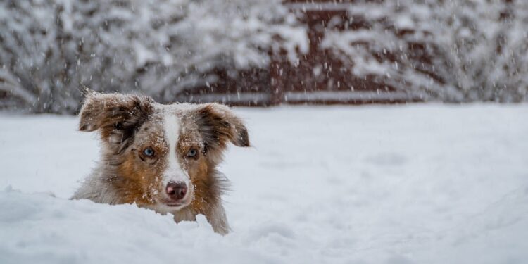 Hund-will-im-Winter-nicht-rausgehen