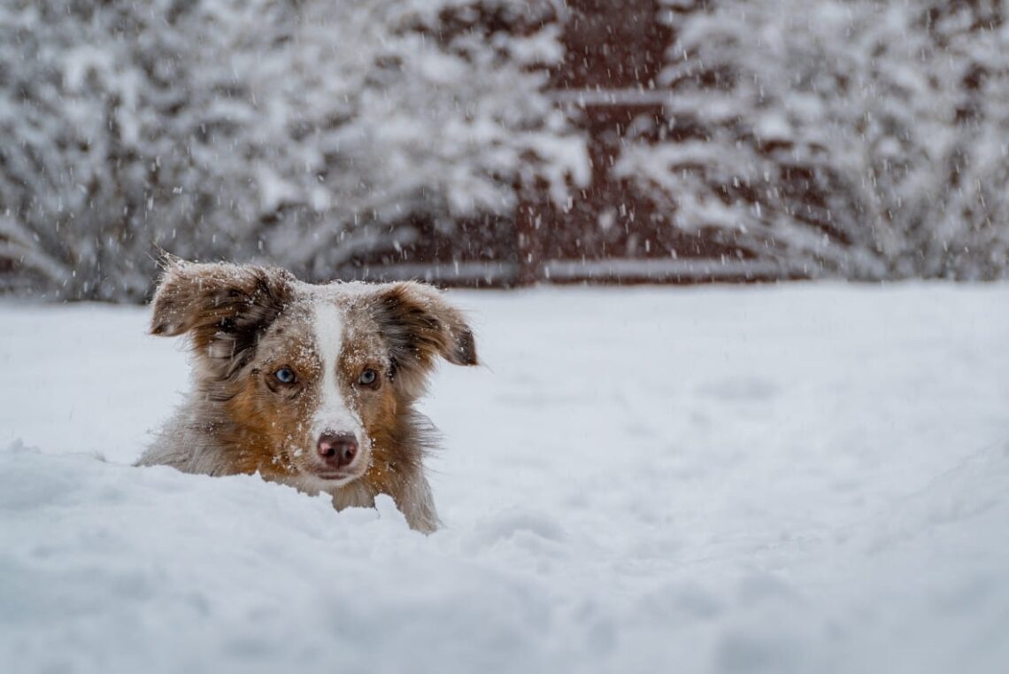 Hund-will-im-Winter-nicht-rausgehen
