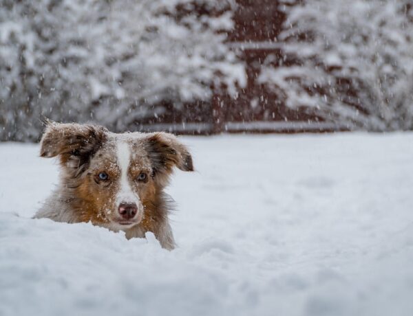 Hund-will-im-Winter-nicht-rausgehen