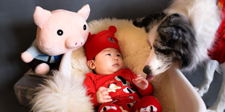 Merkt mein Hund dass ich schwanger bin