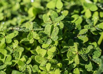 Glück in unser Leben ziehen mit dem Rad des Lebens