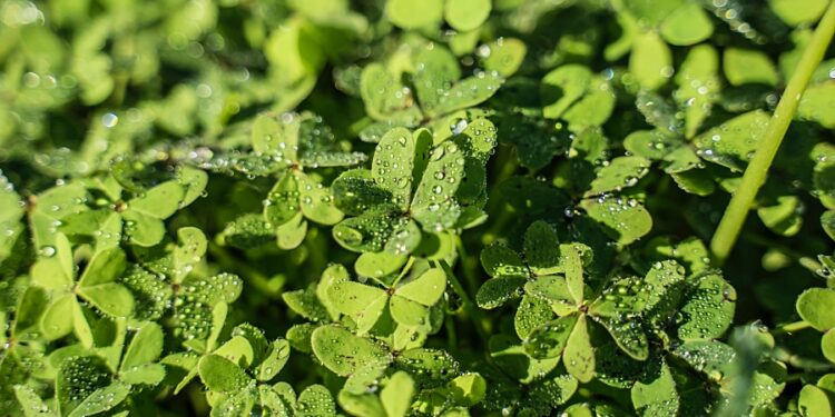 Glück in unser Leben ziehen mit dem Rad des Lebens