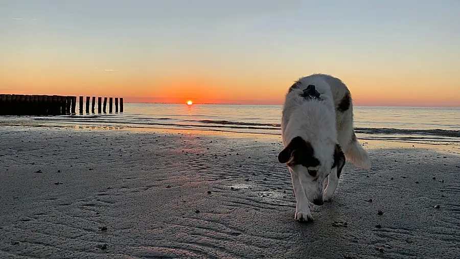 Ein wunderschöner Maremmano-Pyränäenberghundmischling auf dem Strand bei Sonnenaufgang