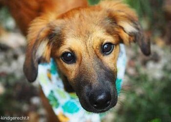 Pflegehundin-sucht-Familie-Elly