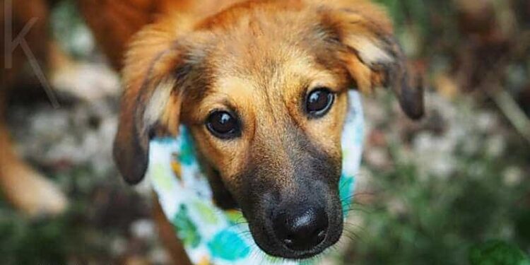 Pflegehundin-sucht-Familie-Elly