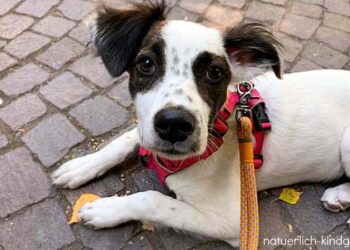 Tierschutzhund-aus-Süditalien