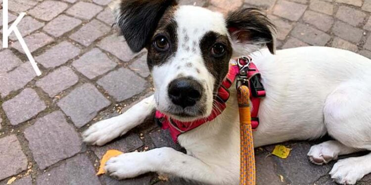 Tierschutzhund-aus-Süditalien