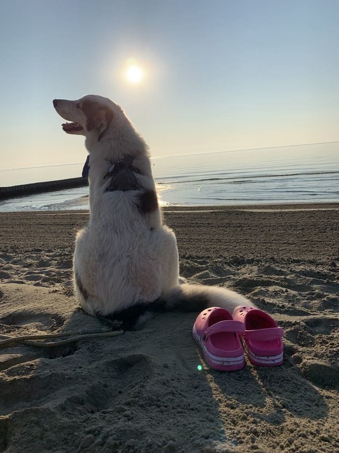 Denver Leben mit einem Herdenschutzhund HSH in der Familie