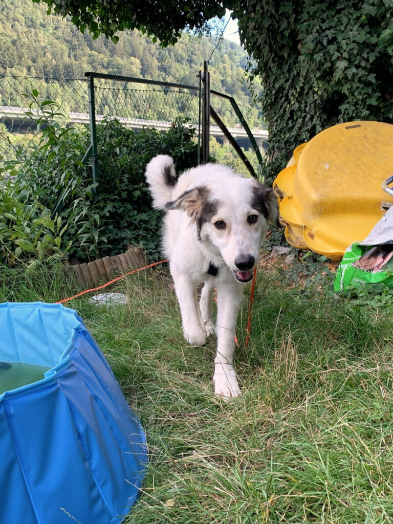 Denver Leben mit einem Herdenschutzhund HSH in der Familie