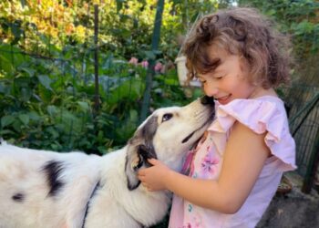 Denver-Leben-mit-einem-Herdenschutzhund-in-der-Familie-6