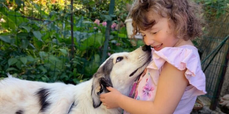 Denver-Leben-mit-einem-Herdenschutzhund-in-der-Familie-6