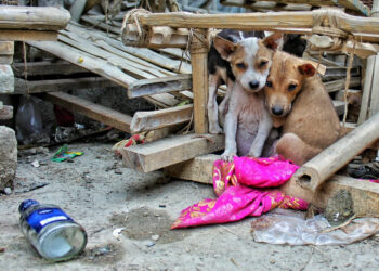 Worauf achten bei der Adoption eines Hundes seriöser Tierschutzverein
