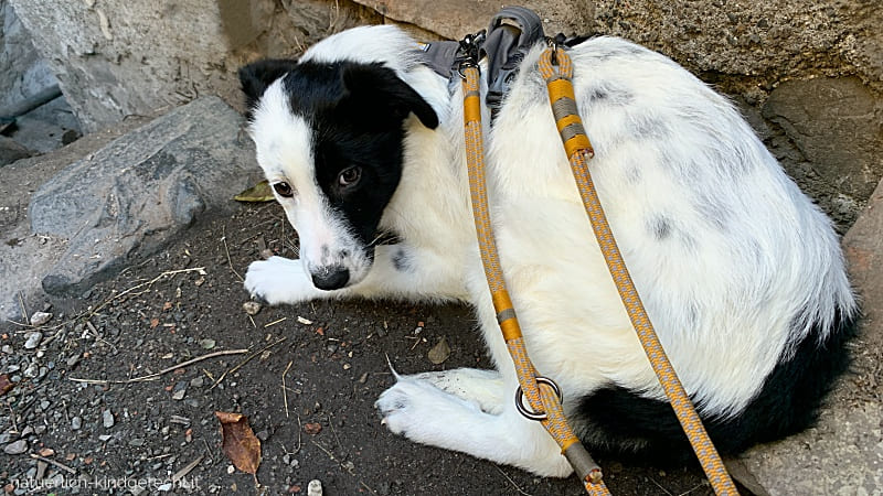 Angsthund helfen Deprivationssyndrom Tierschutzhund Körpersprache 