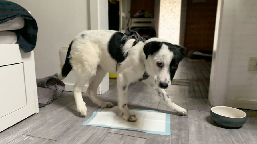 Beschwichtigungssignale Hunde verstehen Kinder Körpersprache Hund 