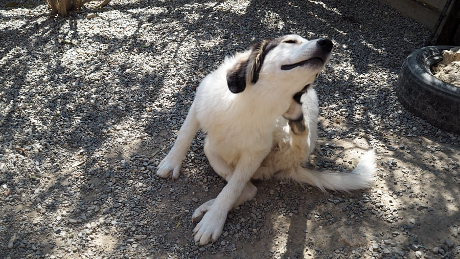 Beschwichtigungssignale beim Hund Zusammenleben Kind und Hund