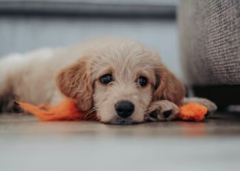 Hundeadoption während Corona Hund kaufen Lockdown