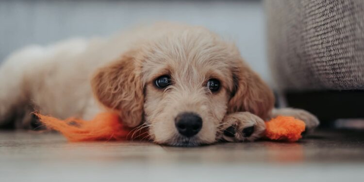 Hundeadoption während Corona Hund kaufen Lockdown