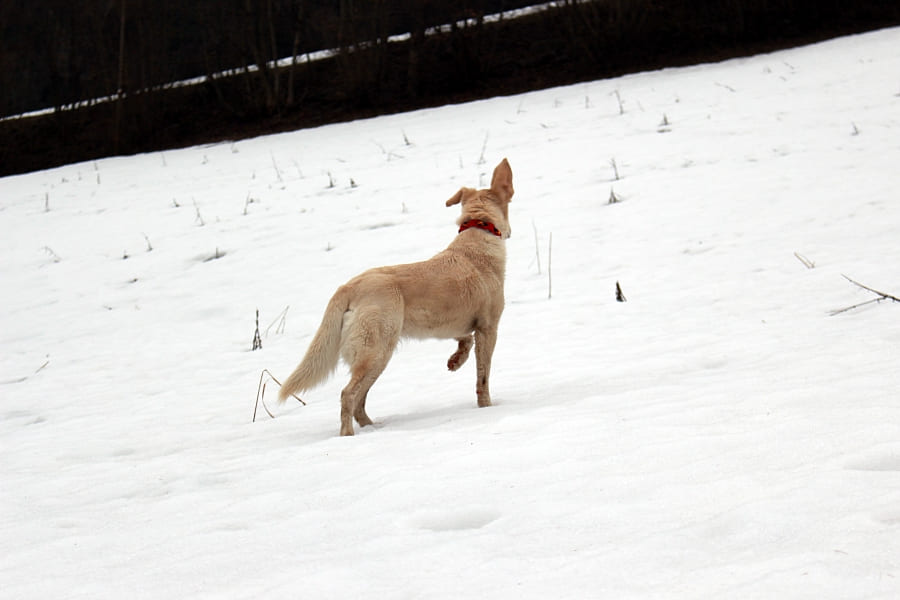 Rufst du noch? Buchtipp Hilfe mein Hund jagd