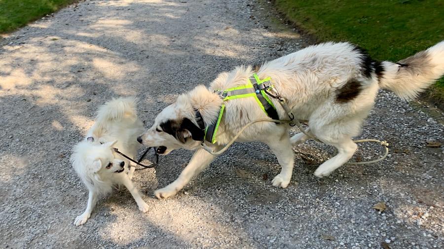 defensives Drohen Hund Drohsignale Kind und Hund Körpersprache 