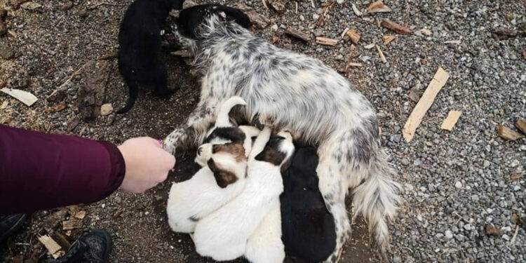 Huendin-auf-der-Strasse-vergiftet-Mama-von-Diana