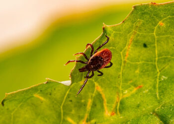 Natürlich Schutz vor Zecken FSME-Impfung Südtirol