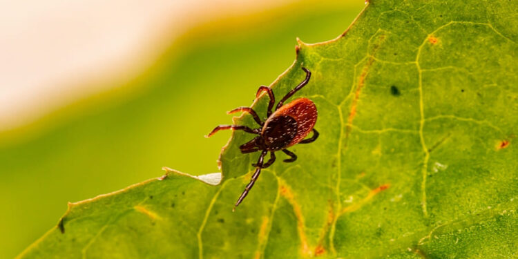 Natürlich Schutz vor Zecken FSME-Impfung Südtirol