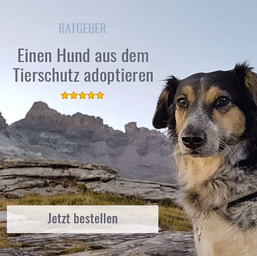 Pfotenspuren-Buch-Ratgeber-für-alle-die-einen-Hund-aus-dem-Tierschutz-adoptieren-möchten