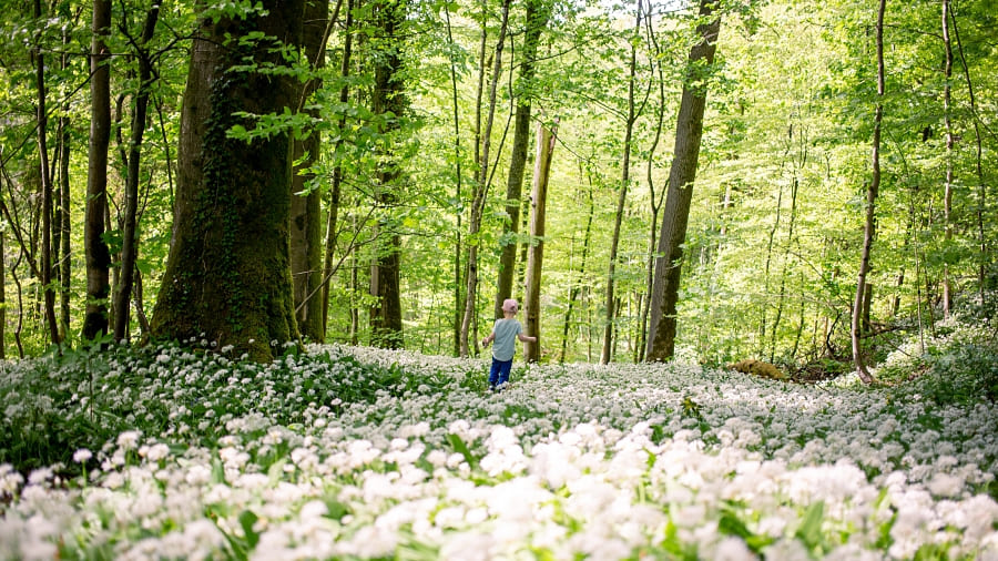 Kind im Wald voller Zecken Was tun gegen Zecken Zeckenschutz Wie entferne ich eine Zecke