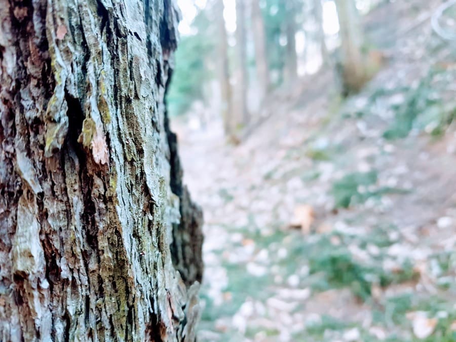 Stark wie ein Baum