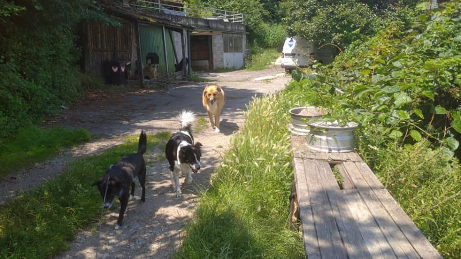 Dogsitter Lana Hundepension