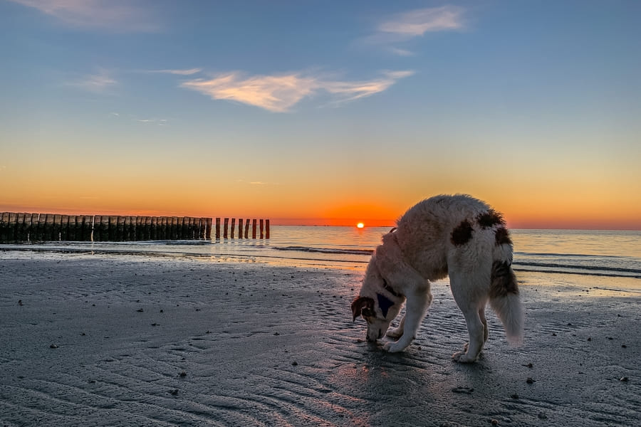 Ferien mit Hund Italien in Spiaggia Romea