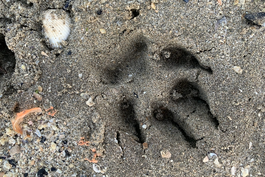 Ferien mit Hund Italien in Spiaggia Romea
