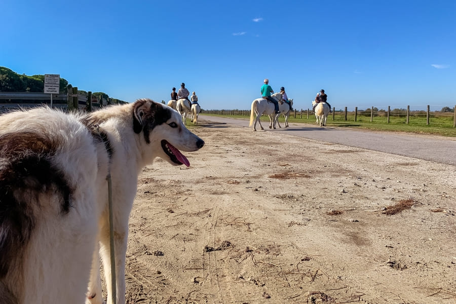 Urlaub mit Hund Emilia Romagna