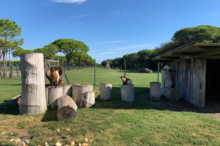 Urlaub mit Hund Emilia Romagna