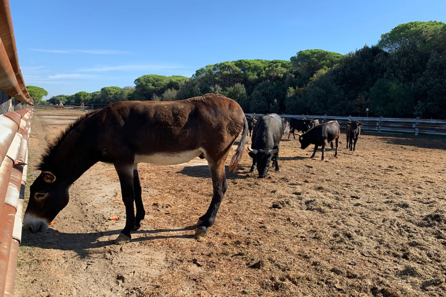 Ferien mit Hund Italien in Spiaggia Romea