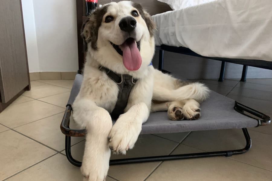 Ferien mit Hund Italien in Spiaggia Romea