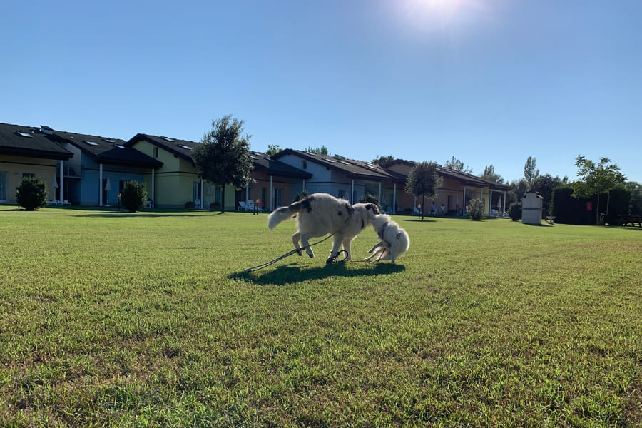 Ferien mit Hund Italien in Spiaggia Romea
