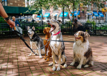 Hundepension in Südtirol Dogsitter mit Übernachtung Suedtirol