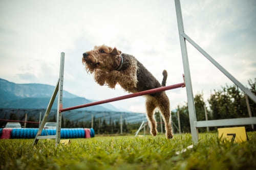 Hundepension in Südtirol Ulten Terlan Kurtatsch Lana Sterzing