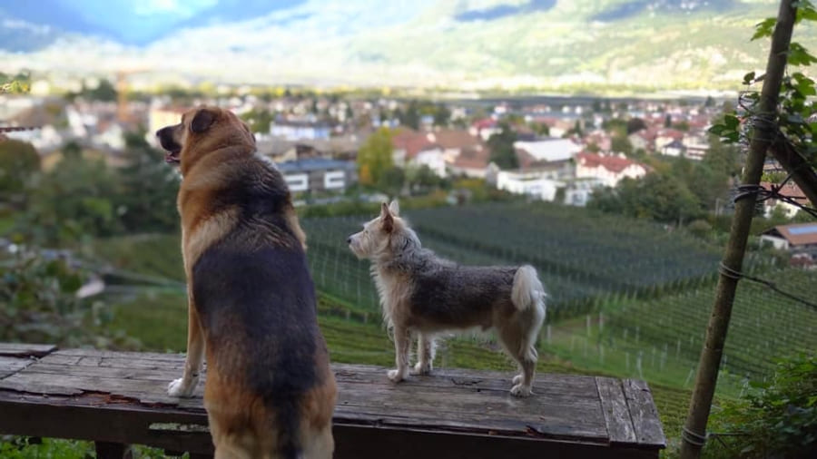 Hundesitter Lana mit Übernachtung