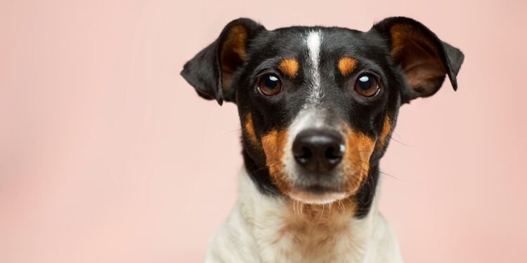 Woher bekomme ich in Südtirol einen Hund?